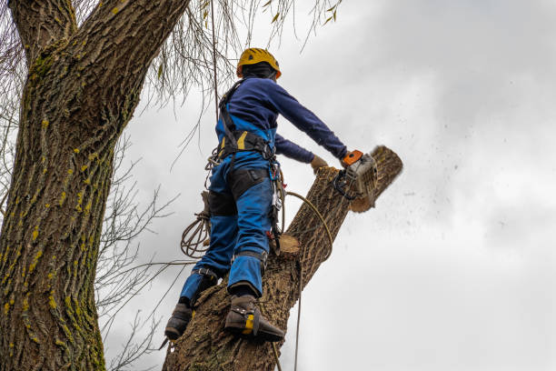 Why Choose Our Tree Removal Services in Harlingen, TX?